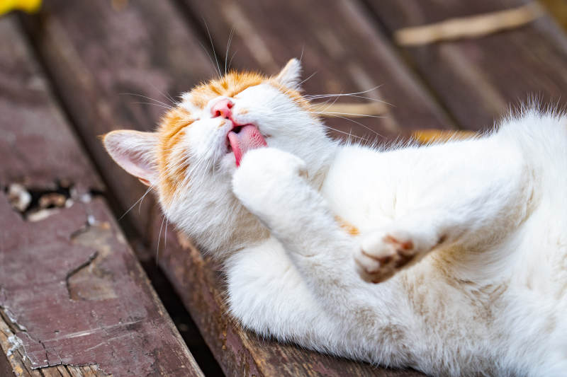 猫咪舔毛自娱图片