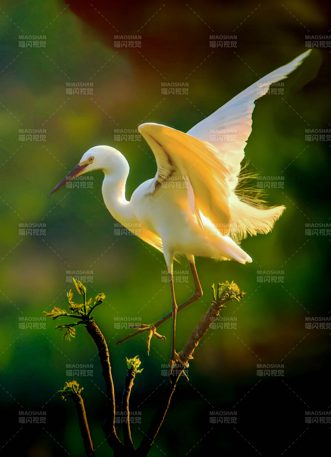 白鹭展翅栖枝头图片