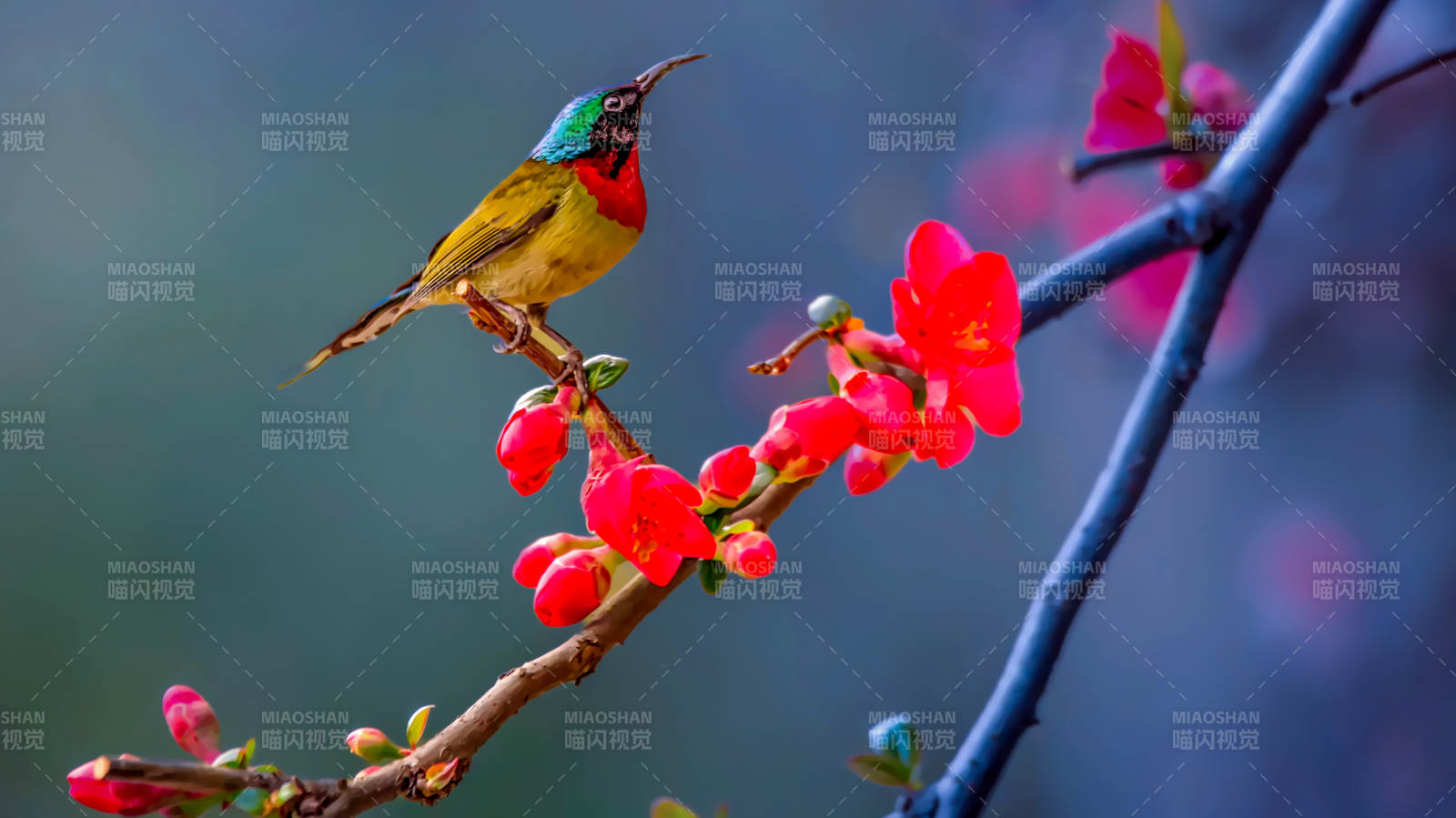 花枝上的彩鸟图片