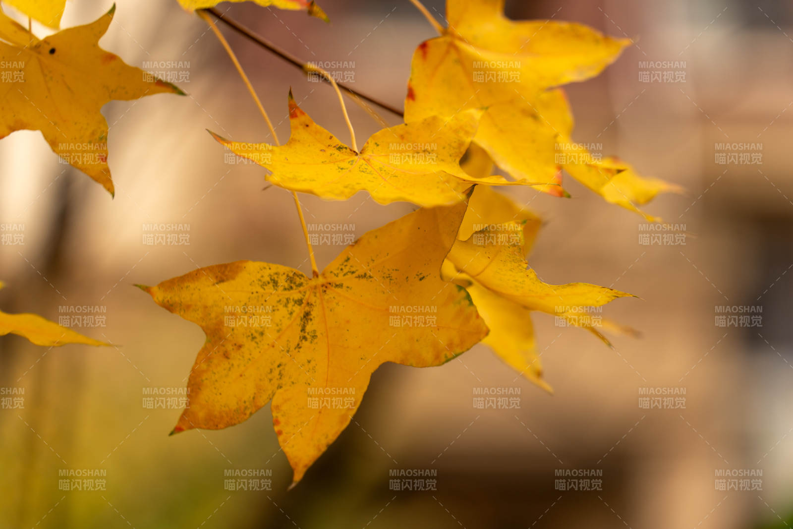 秋叶金黄图片