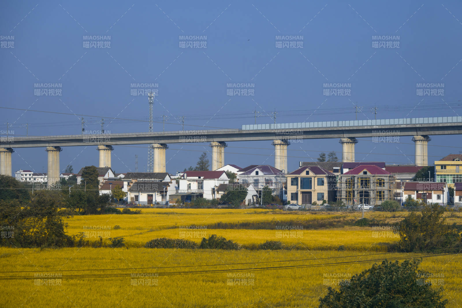 秋天金田高铁桥景图片