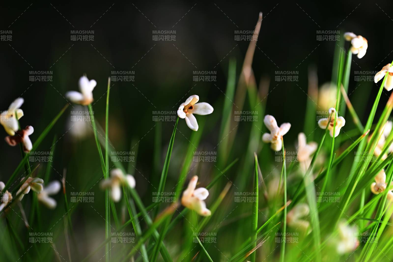 草间小花绽放图片