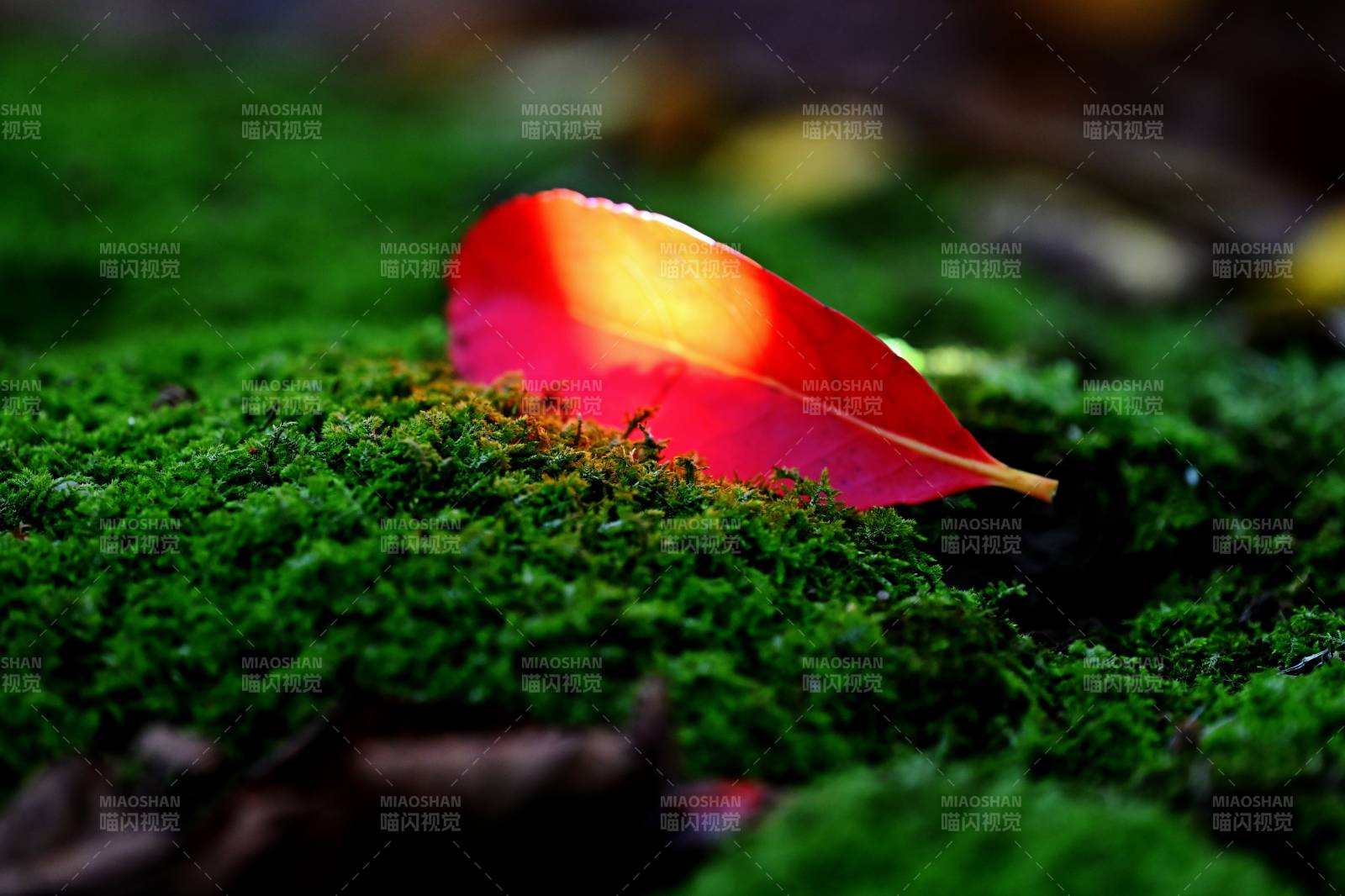 秋叶落青苔图片