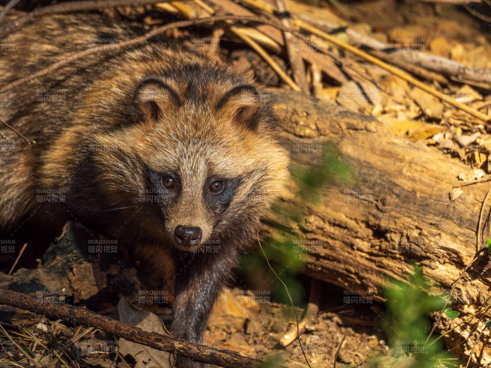 狸猫林间觅食图片