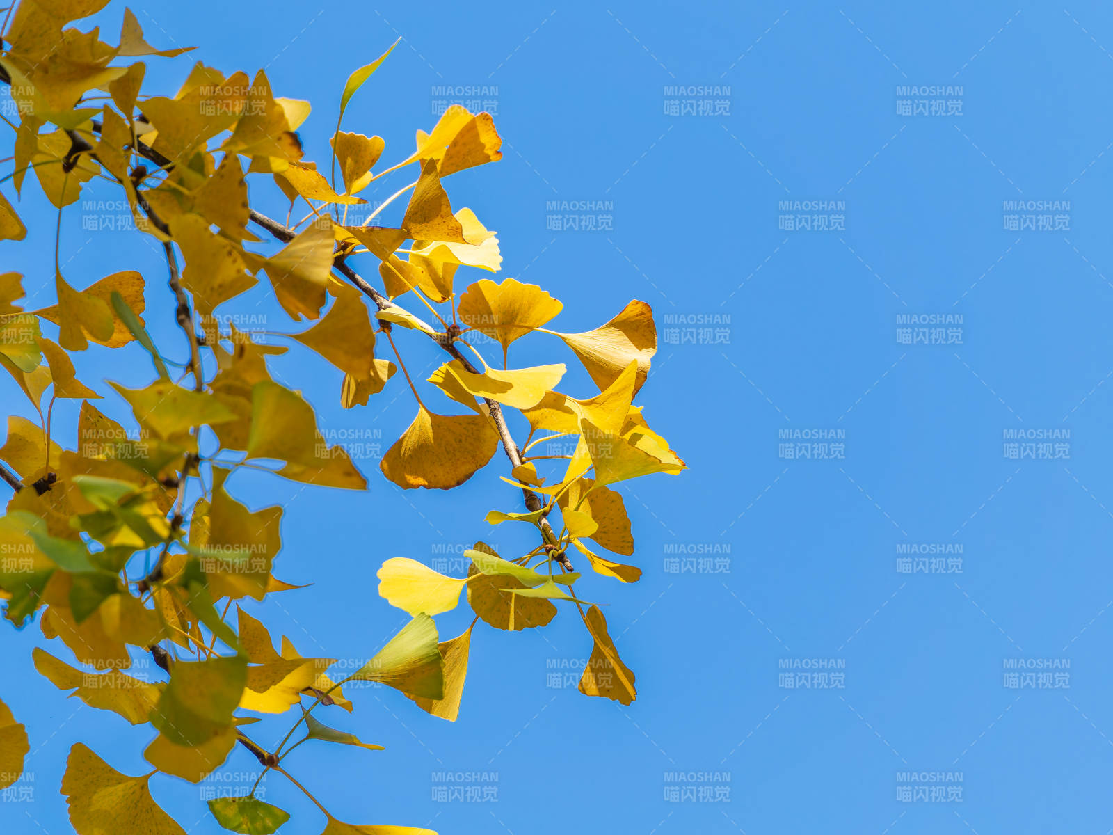 秋叶映蓝天图片