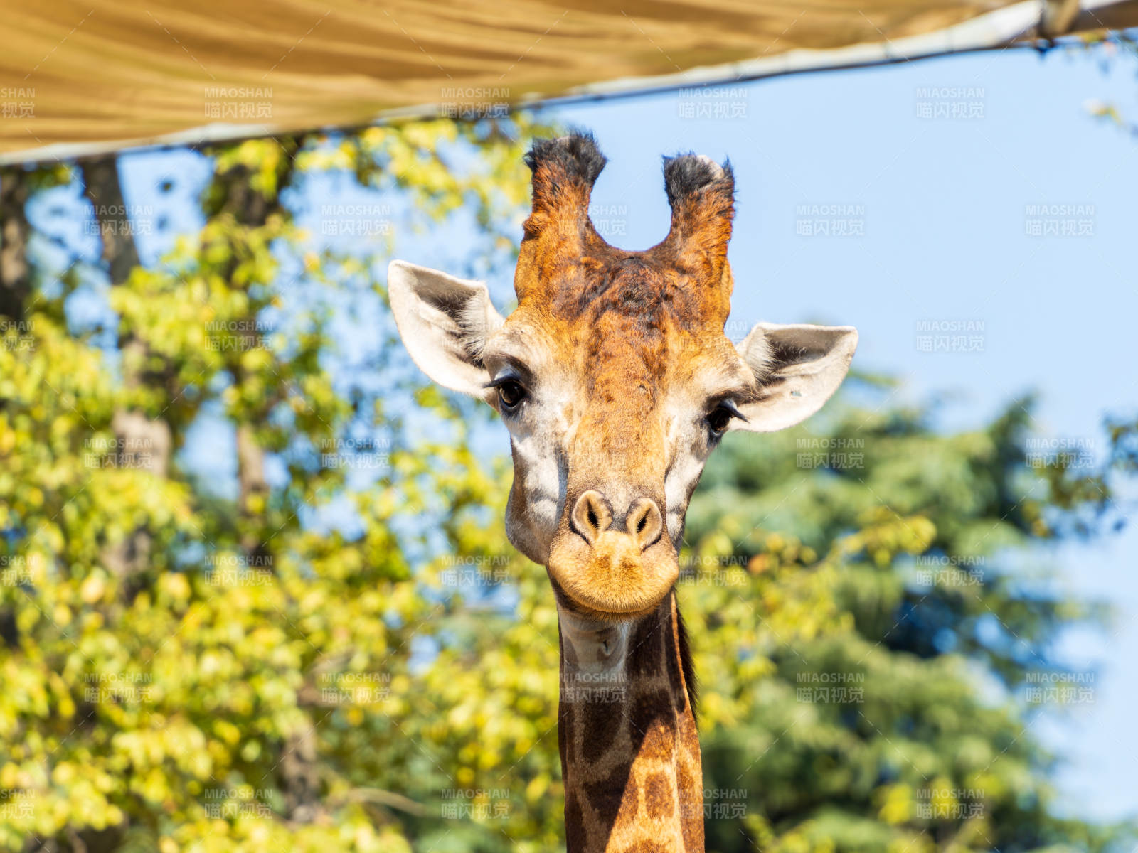 长颈鹿凝视镜头图片