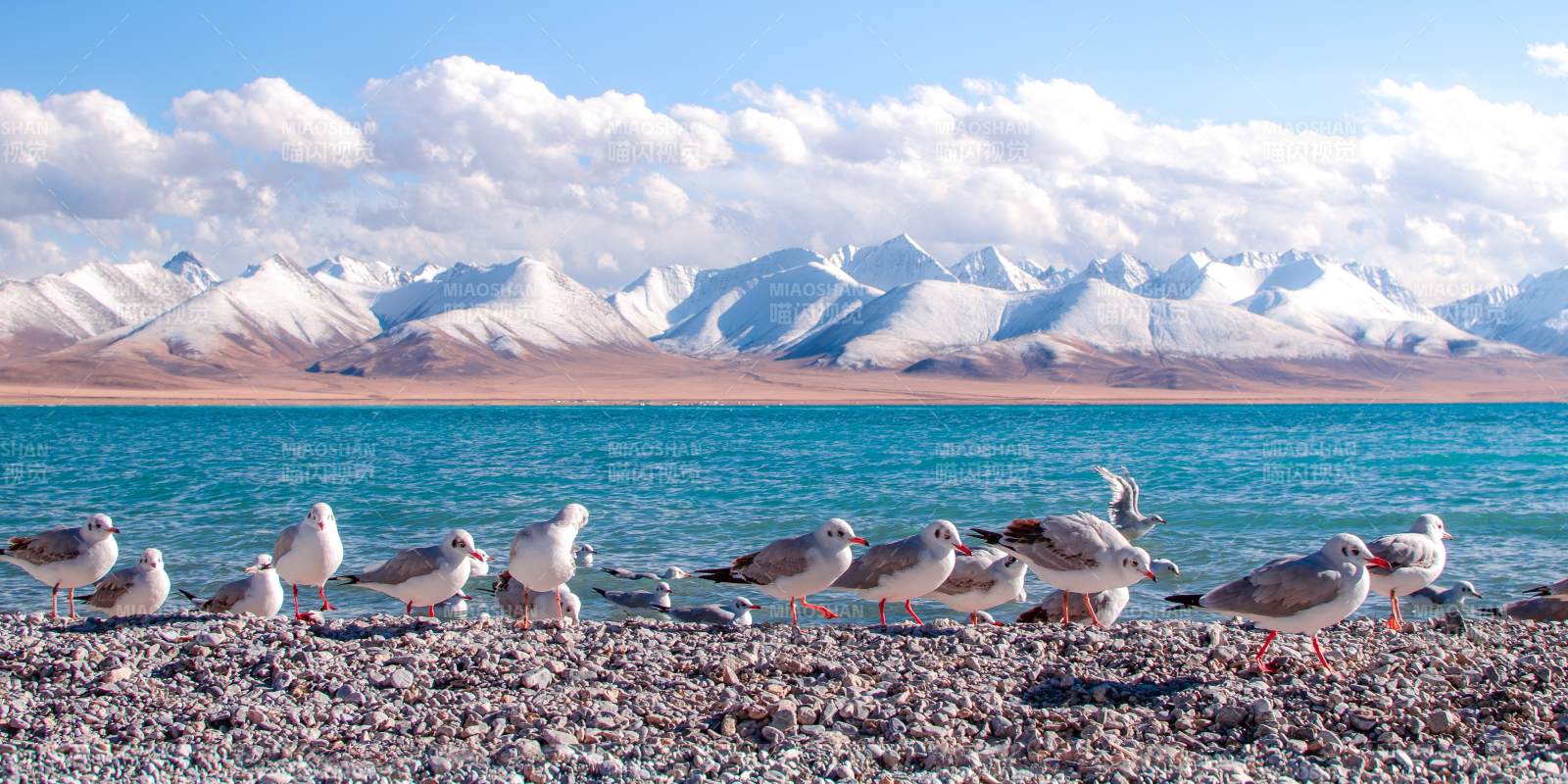 雪山湖畔群鸟栖息图片