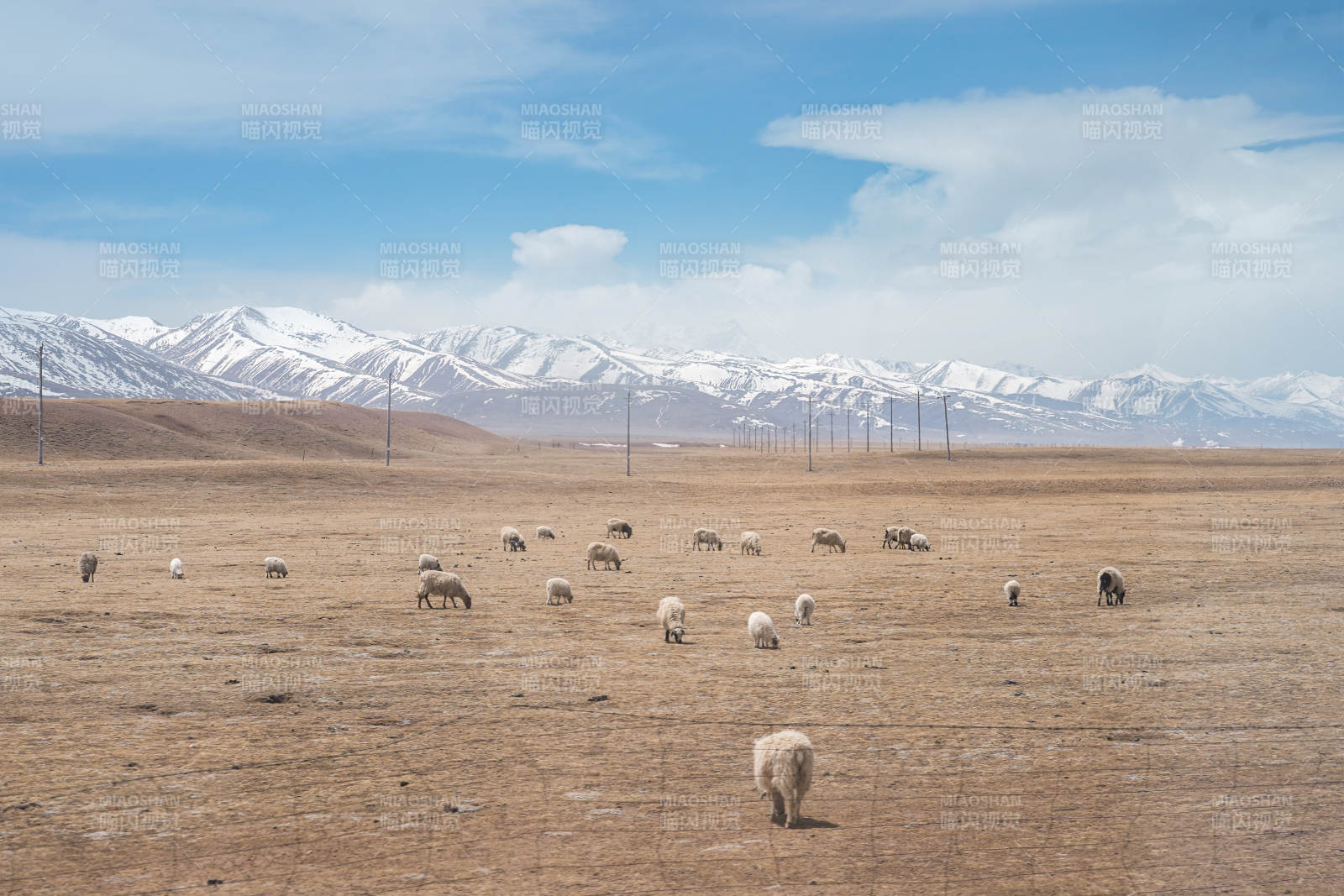 雪山下的羊群图片