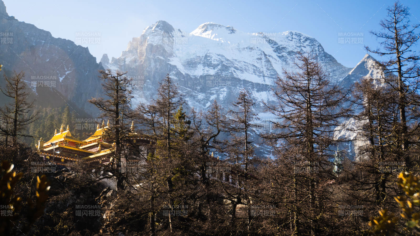 雪山林间金顶寺图片