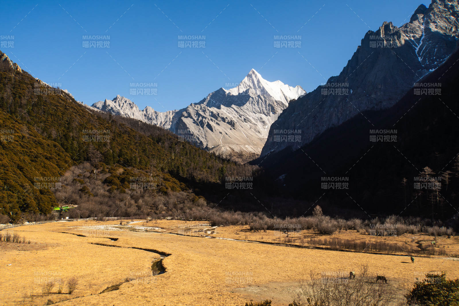雪山下的金黄草甸图片