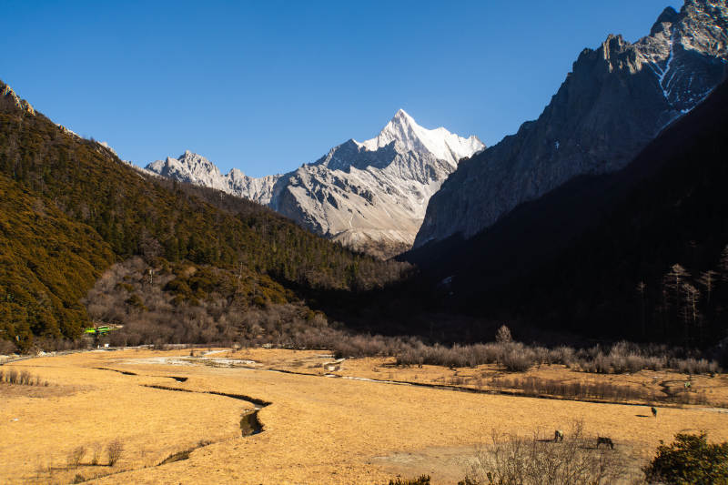雪山下的金黄草甸图片