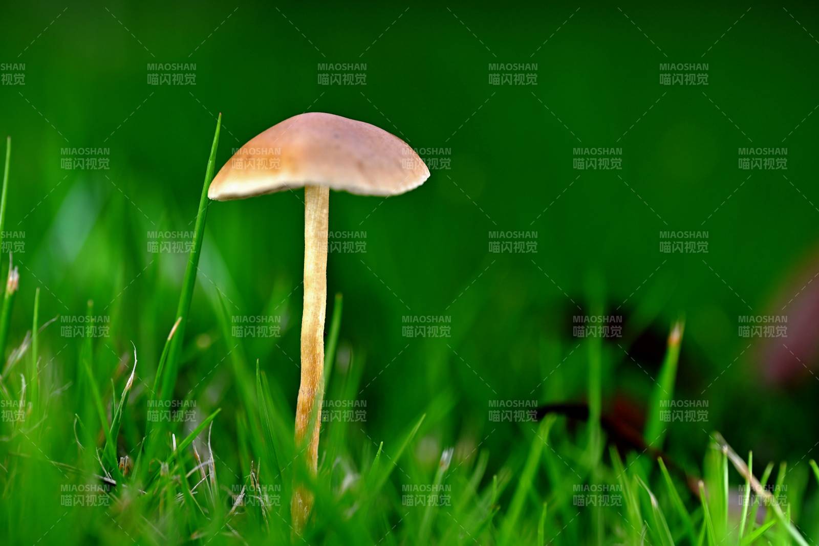 草丛中的小蘑菇图片