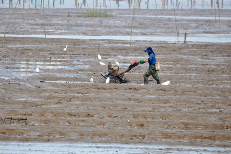 渔民在滩涂耕耘（福建霞浦）图片