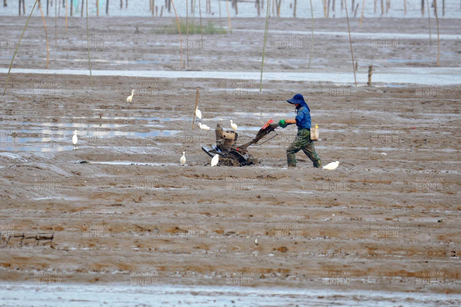 渔民在滩涂耕耘（福建霞浦）图片
