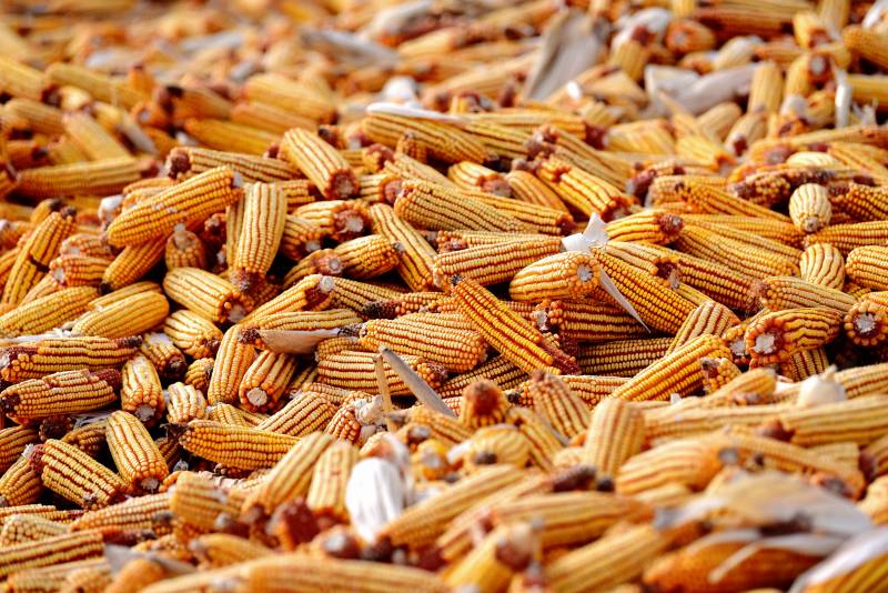 金黄玉米堆满地图片