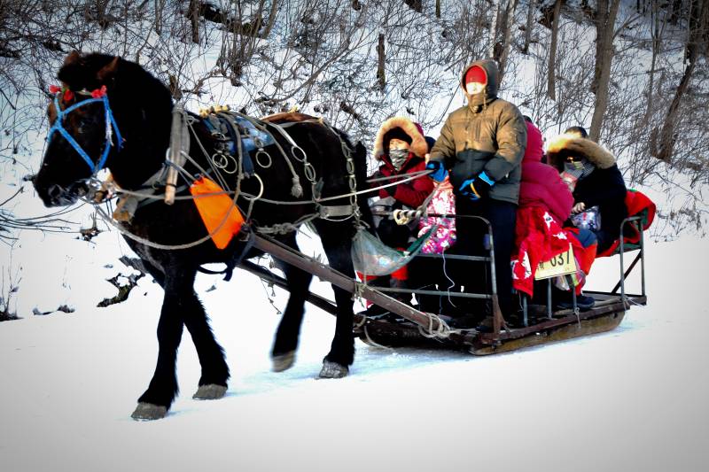 雪地马拉爬犁图片