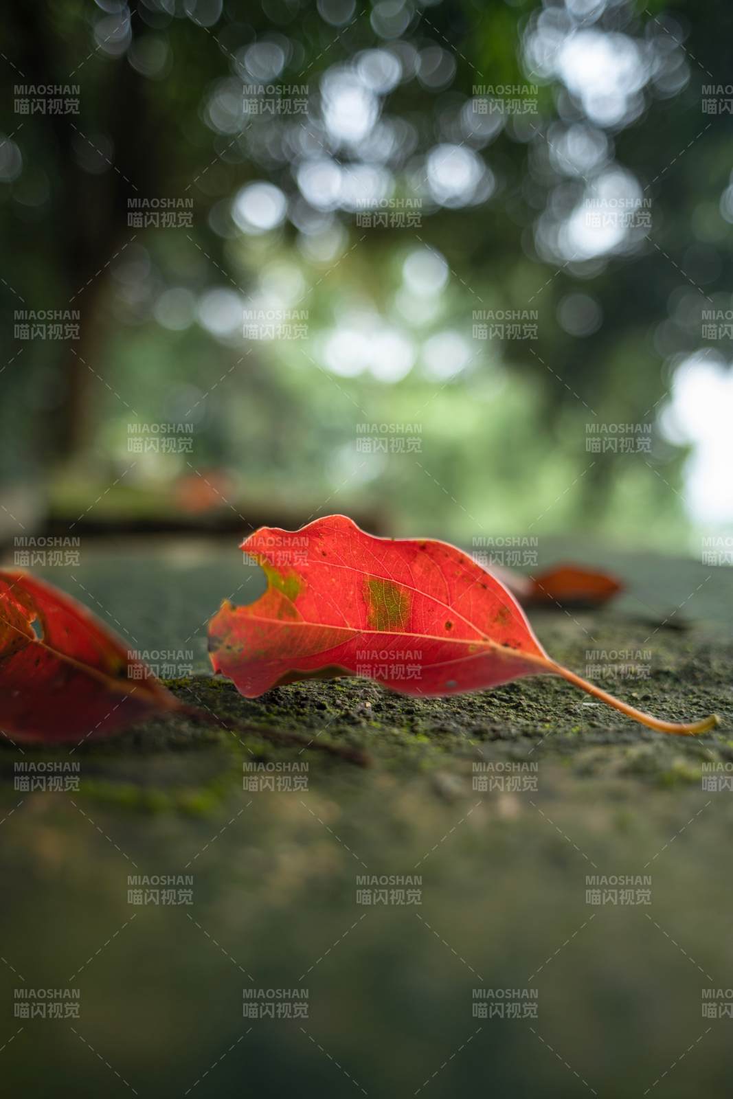 红叶静卧石上图片