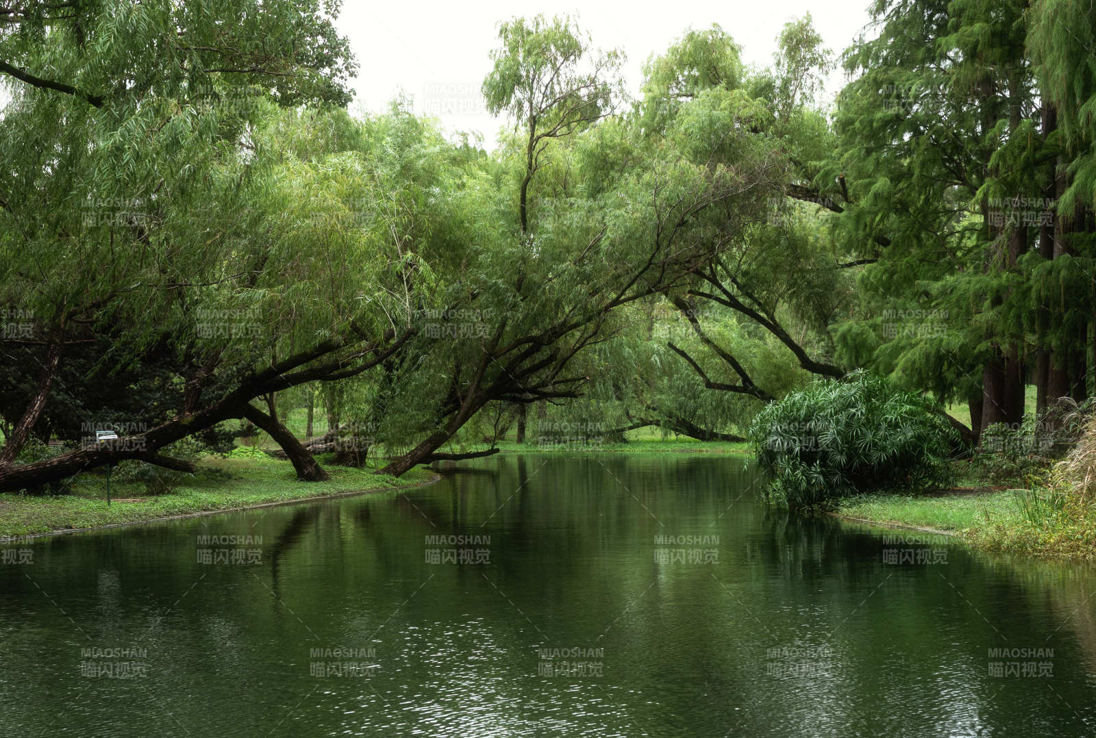 绿树成荫的静谧河畔图片