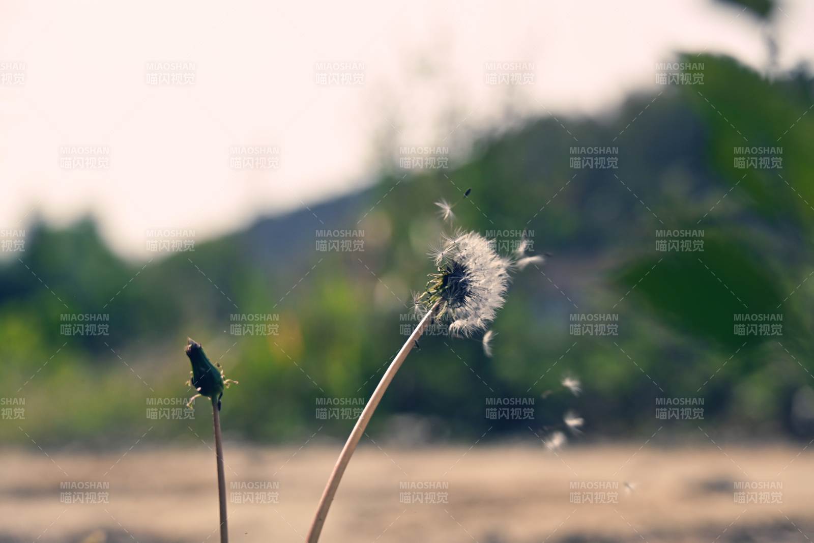蒲公英随风飘散图片