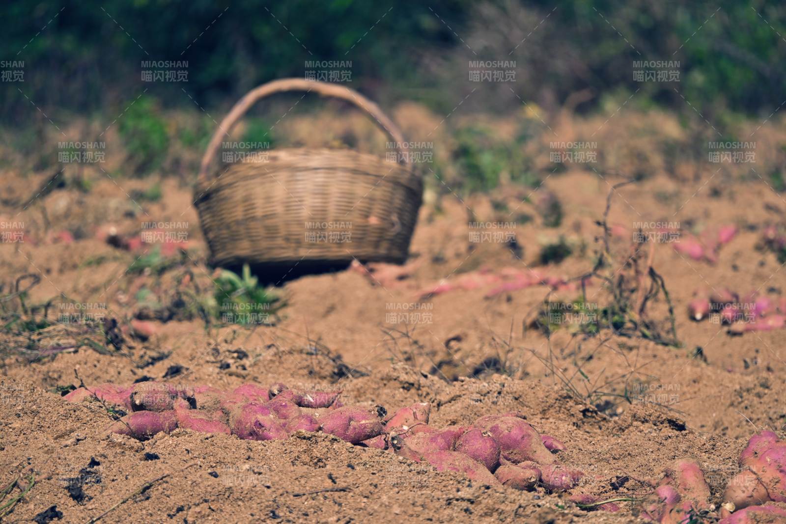 红薯田间收获景图片