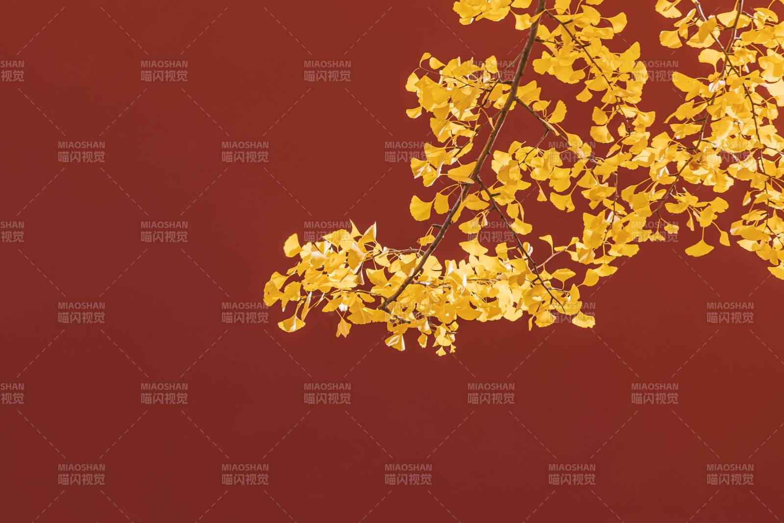 秋叶金黄映红墙图片