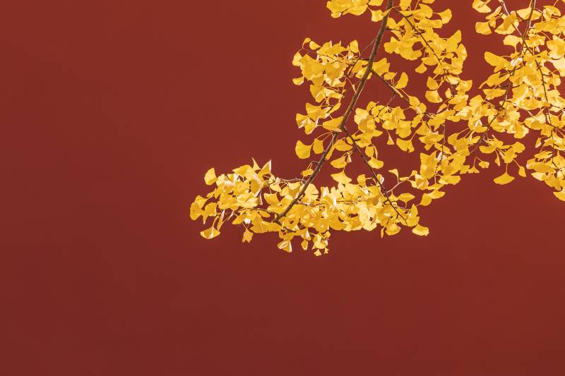 秋叶金黄映红墙图片