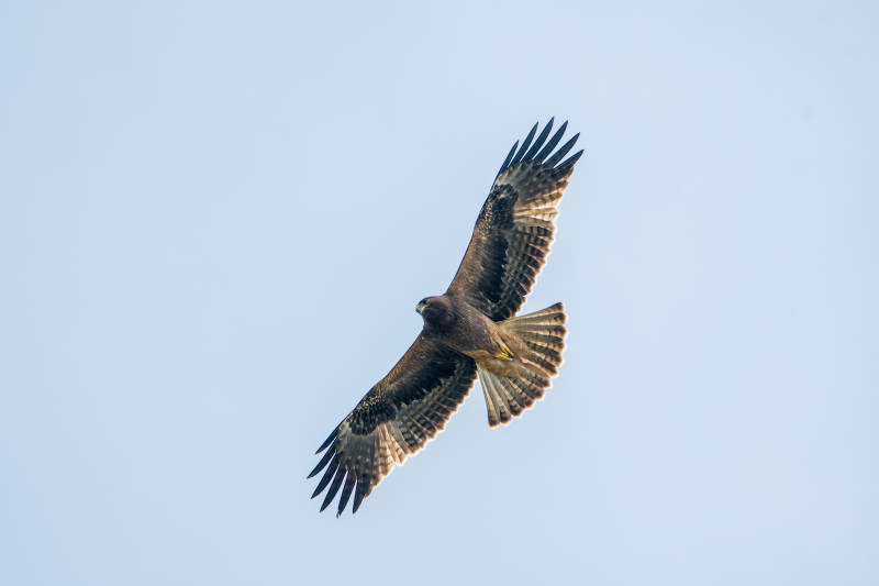 雄鹰翱翔蓝天图片