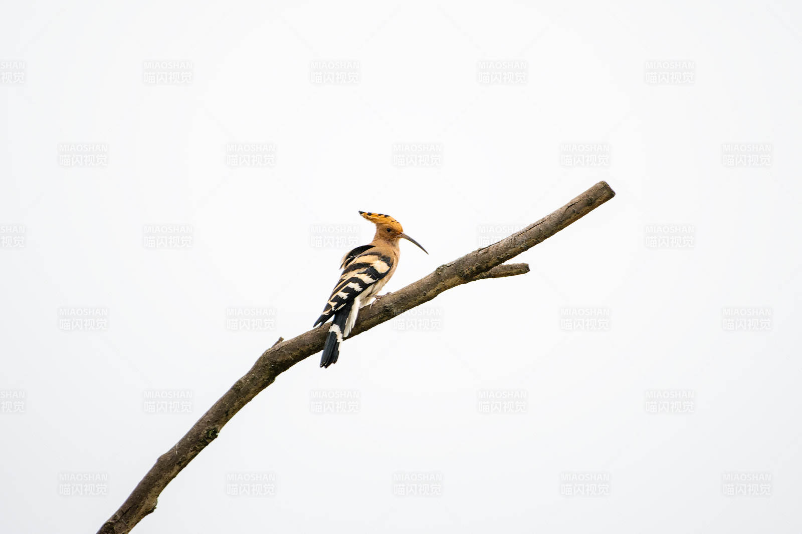 戴胜鸟栖枝头图片