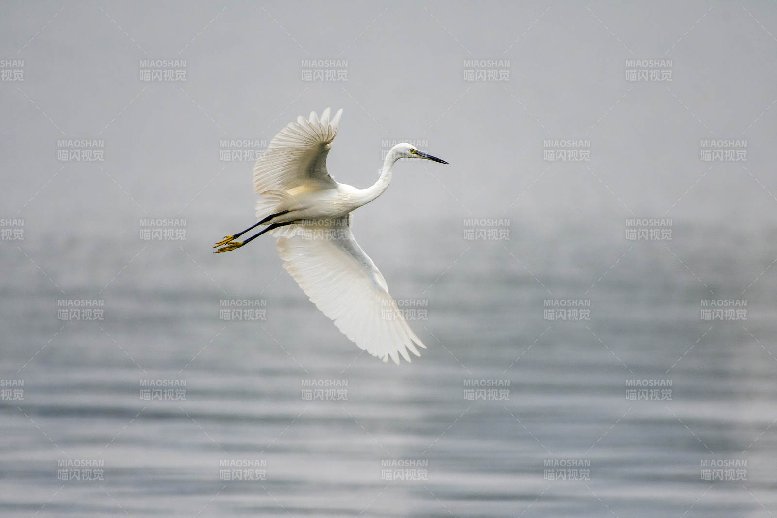 白鹭飞翔水面图片