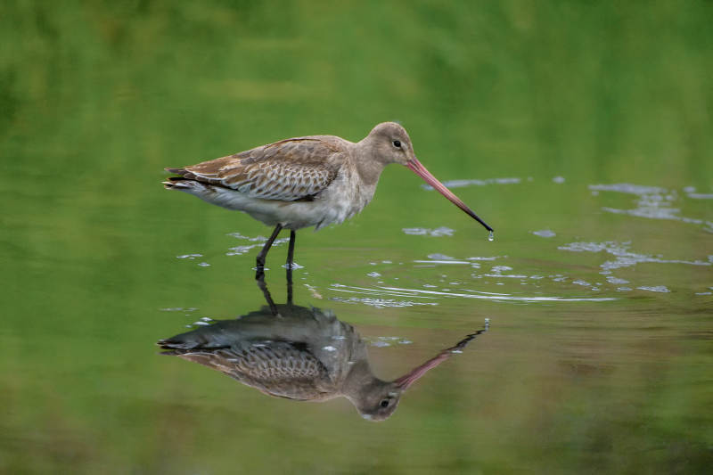 水鸟静立水面图片