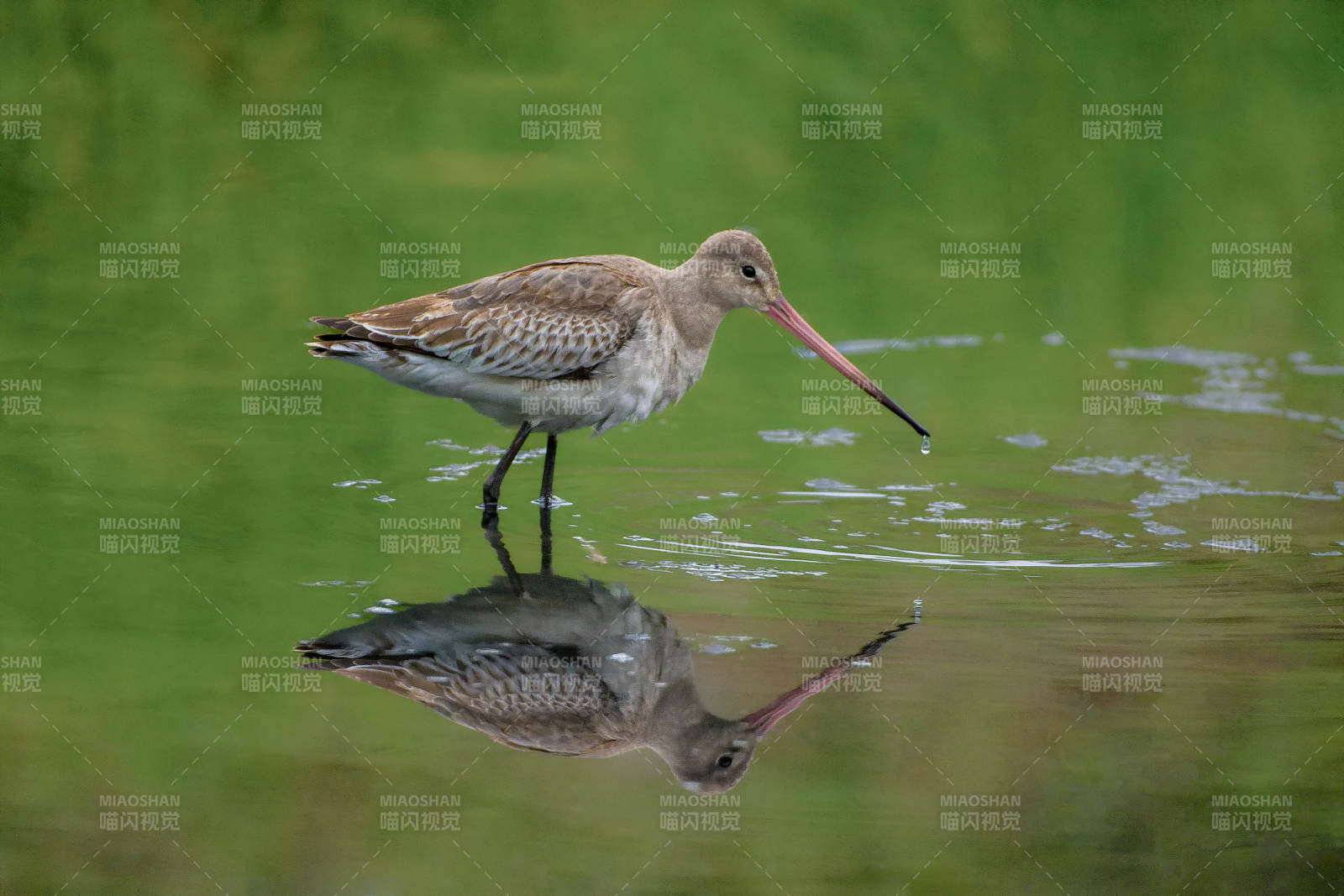 水鸟静立水面图片