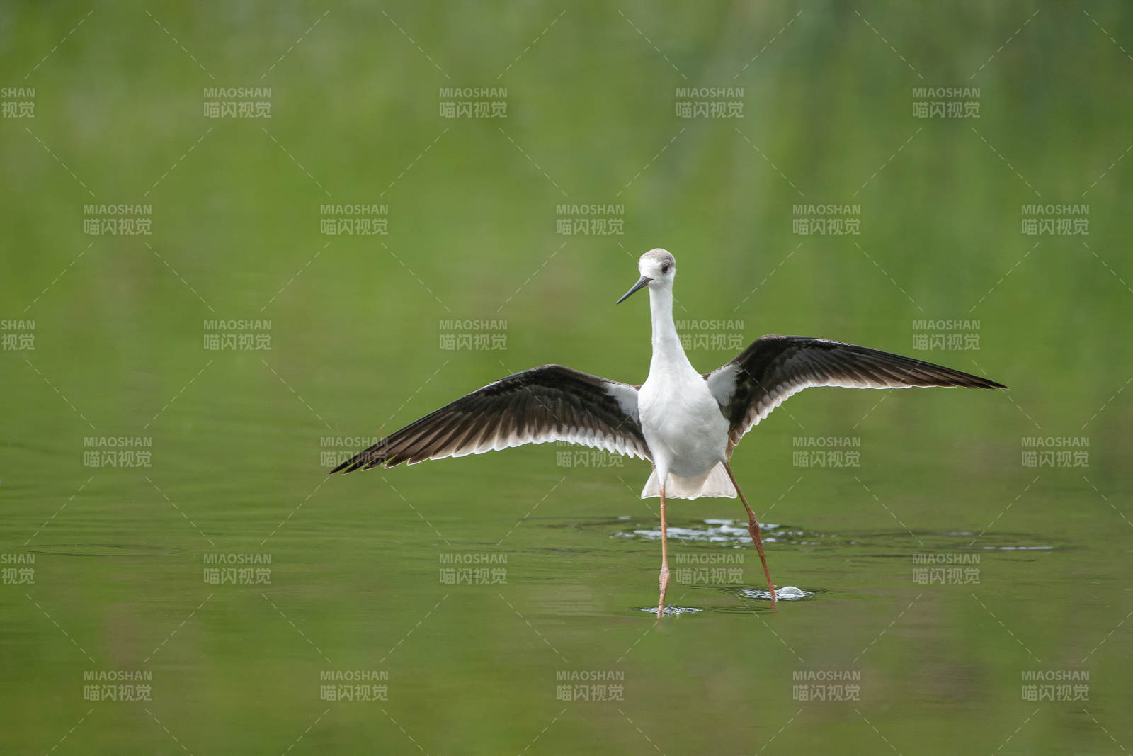 黑翅长脚鹬展翅图片