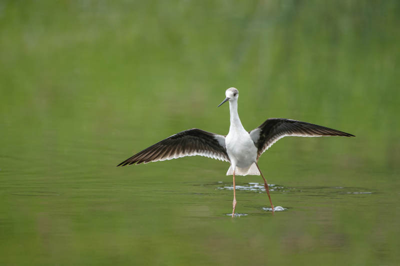 黑翅长脚鹬展翅图片