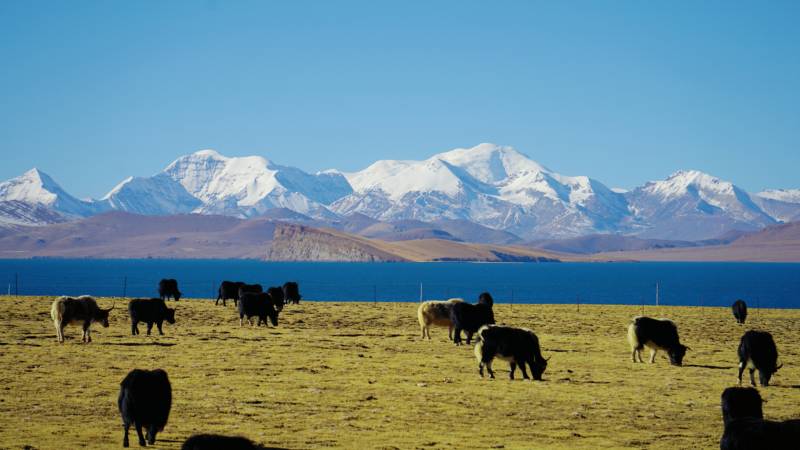 普莫雍错湖畔牧羊图图片