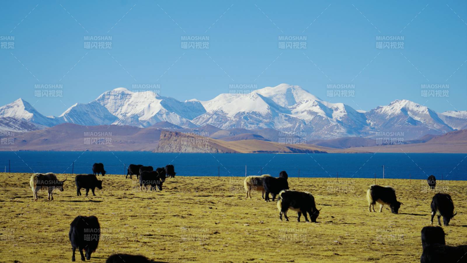 普莫雍错湖畔牧羊图图片