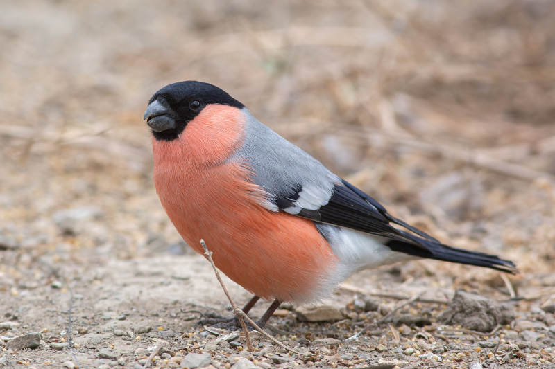 红腹灰雀栖息地图片