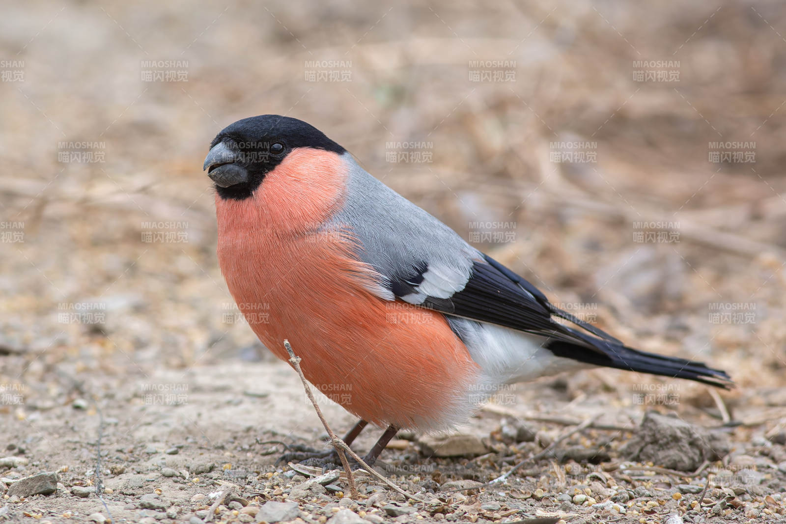 红腹灰雀栖息地图片
