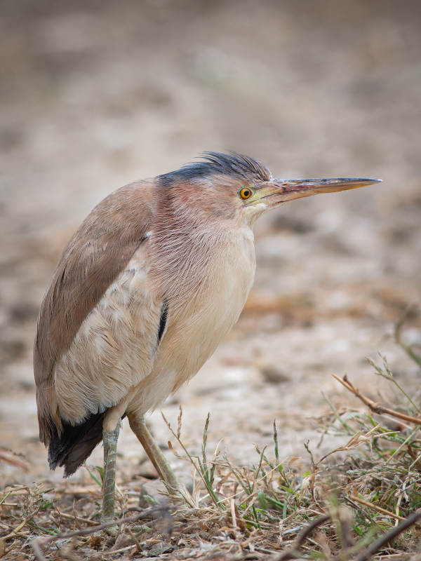池鹭静立沙地图片