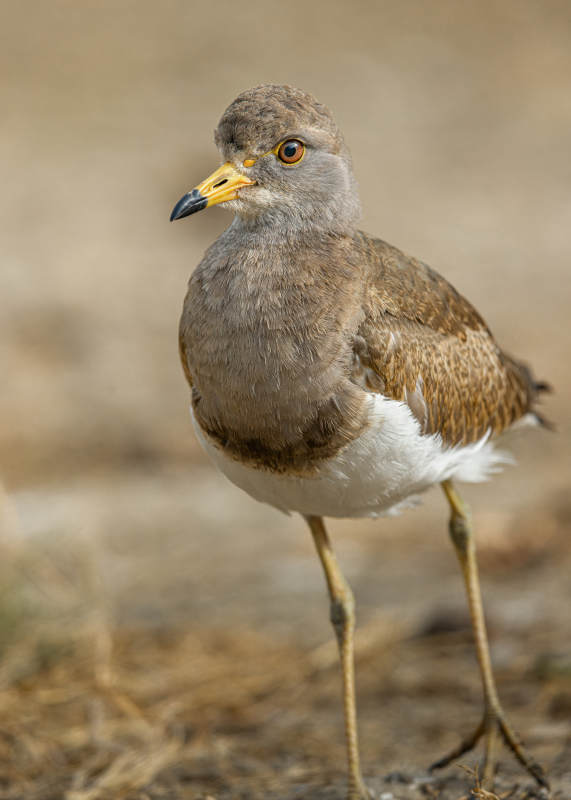 灰头麦鸡栖息地图片