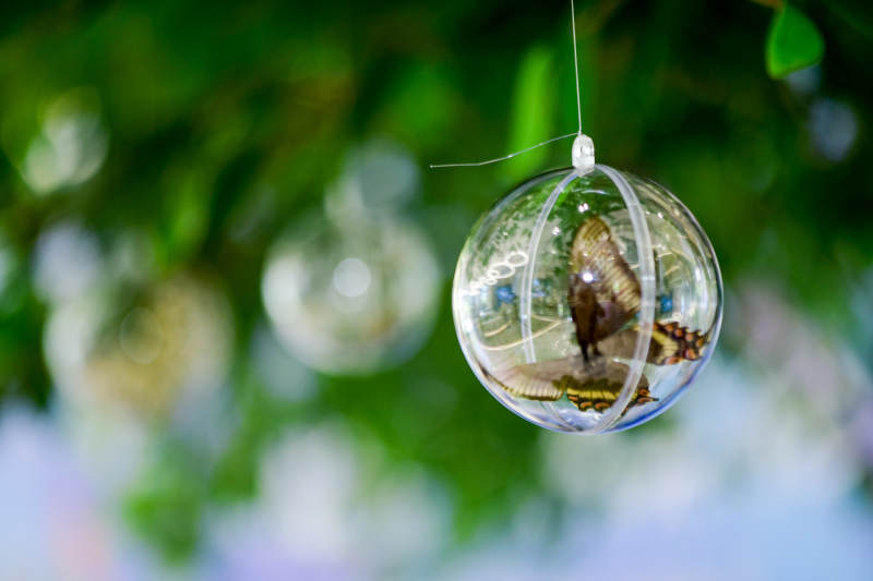 蝶舞球中 绿意盎然图片