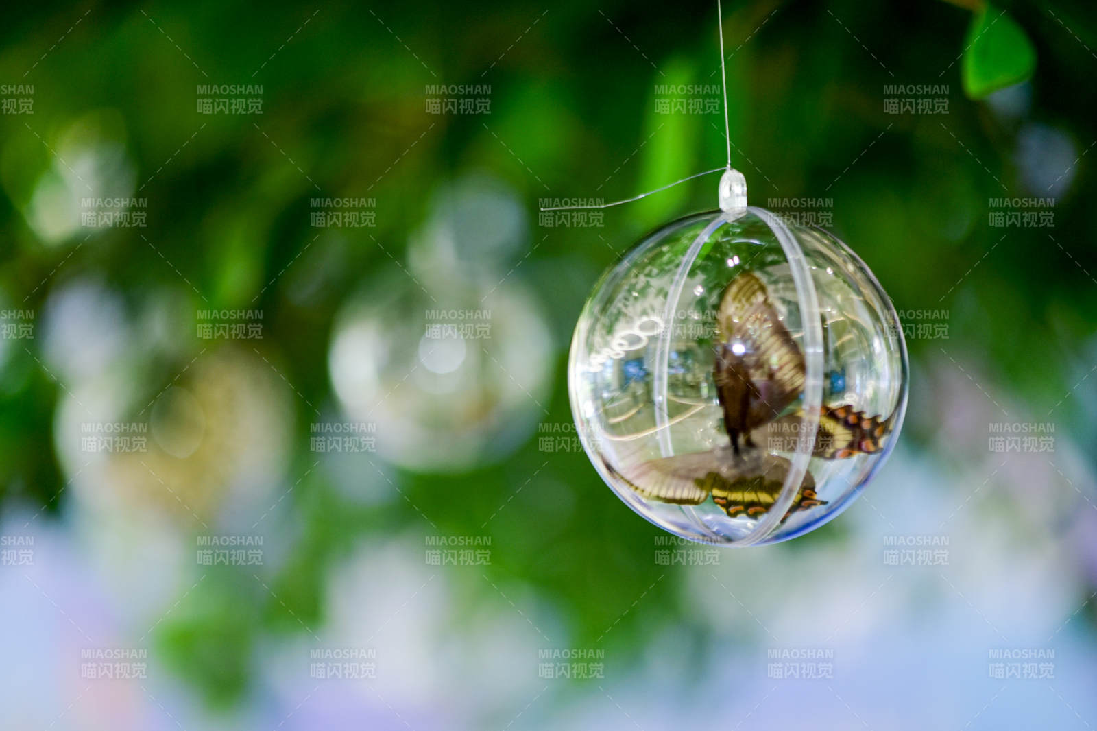 蝶舞球中 绿意盎然图片