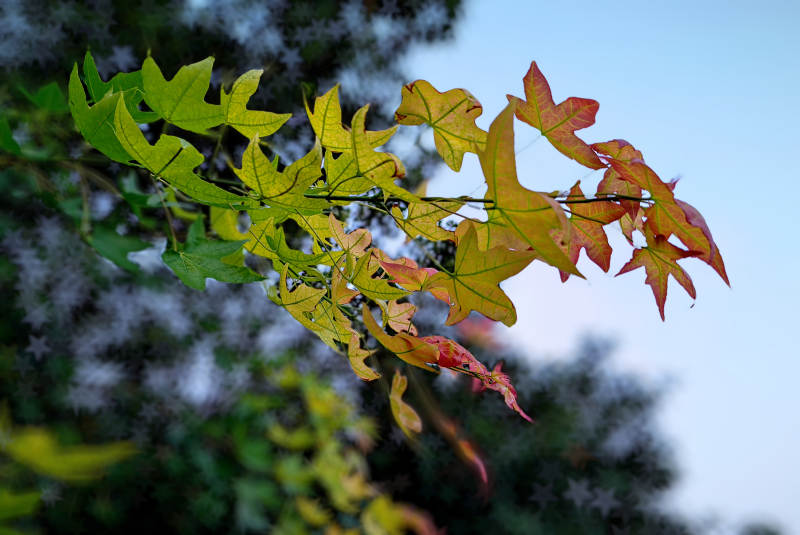秋叶渐变色图片