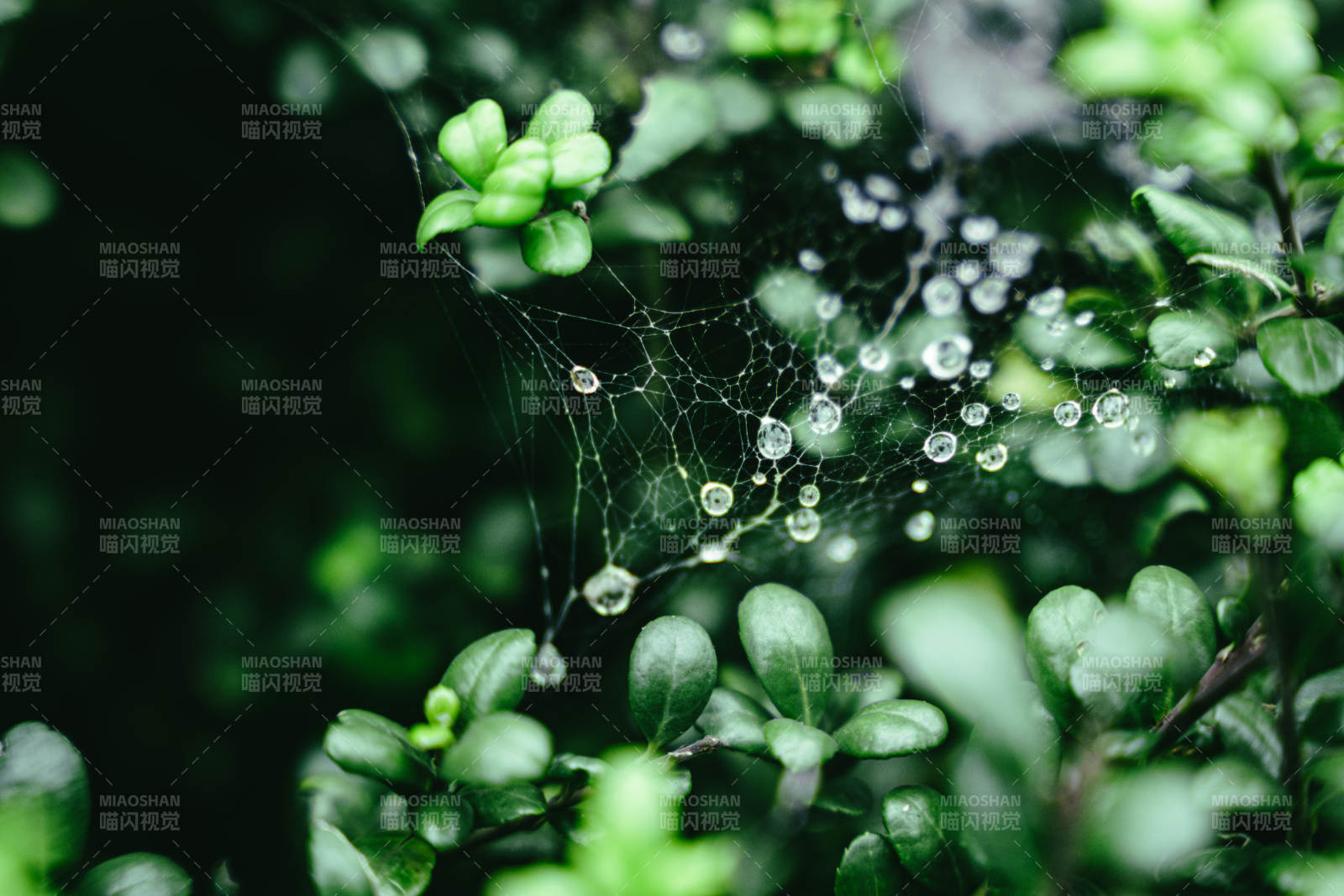 露珠缀网 绿意盎然图片