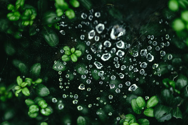 露珠映绿叶图片