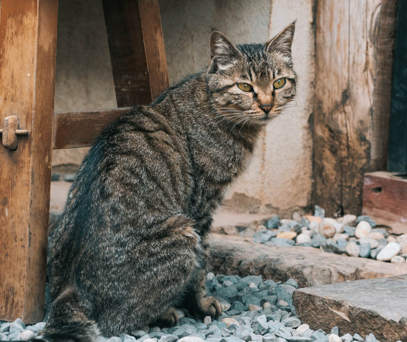 虎斑猫静坐石上图片