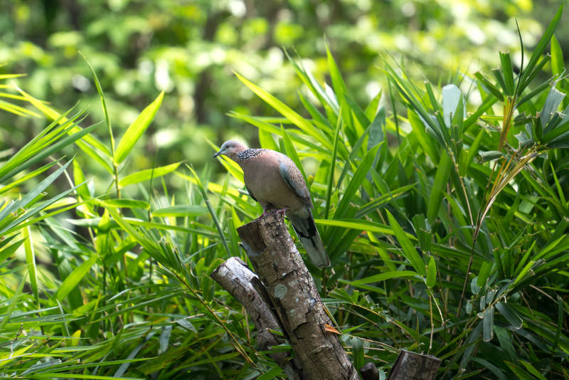 绿叶丛中的一只珠颈斑鸠鸽子图片