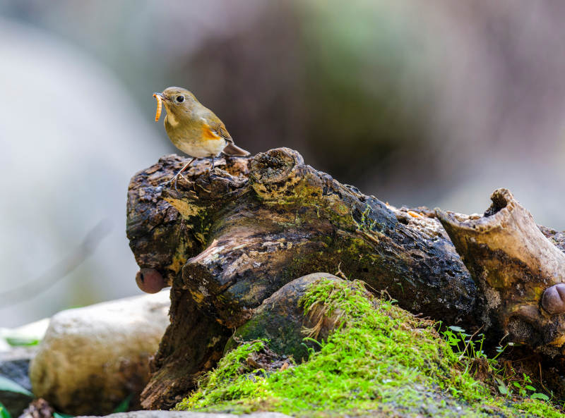 小鸟栖息枯木上图片