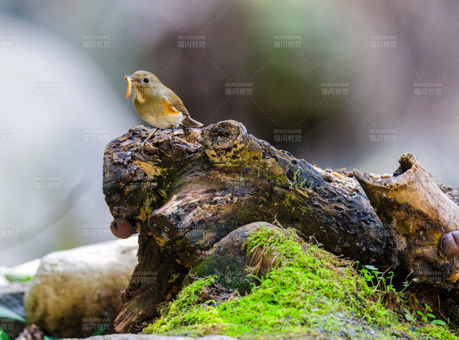 小鸟栖息枯木上图片