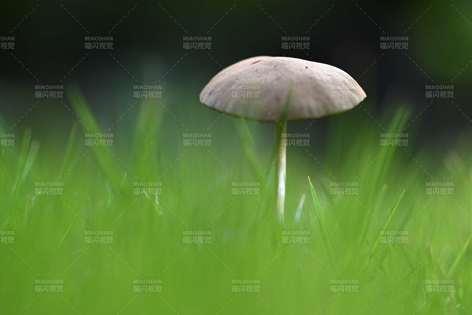 草丛中的小蘑菇图片