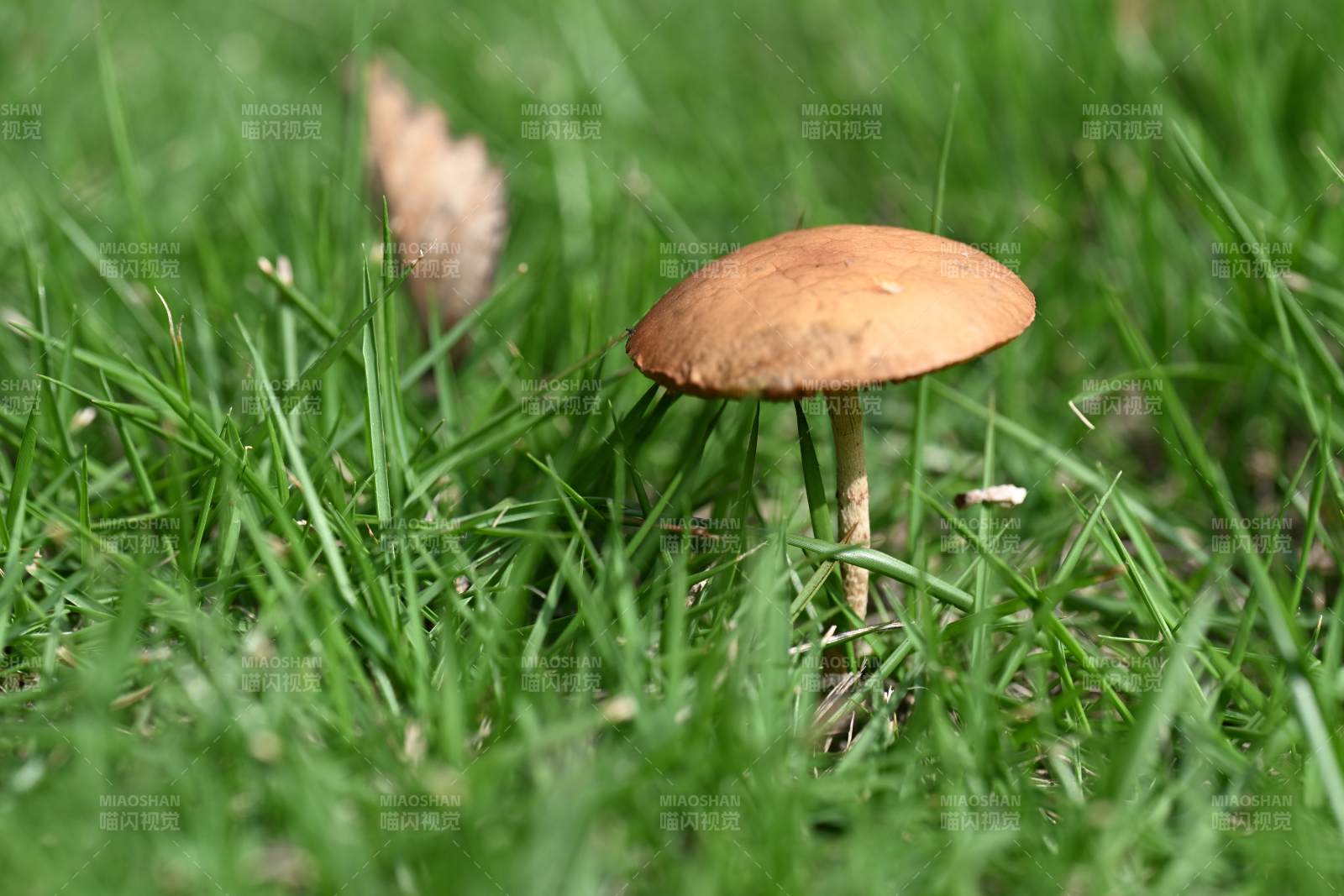 草丛中的小蘑菇图片